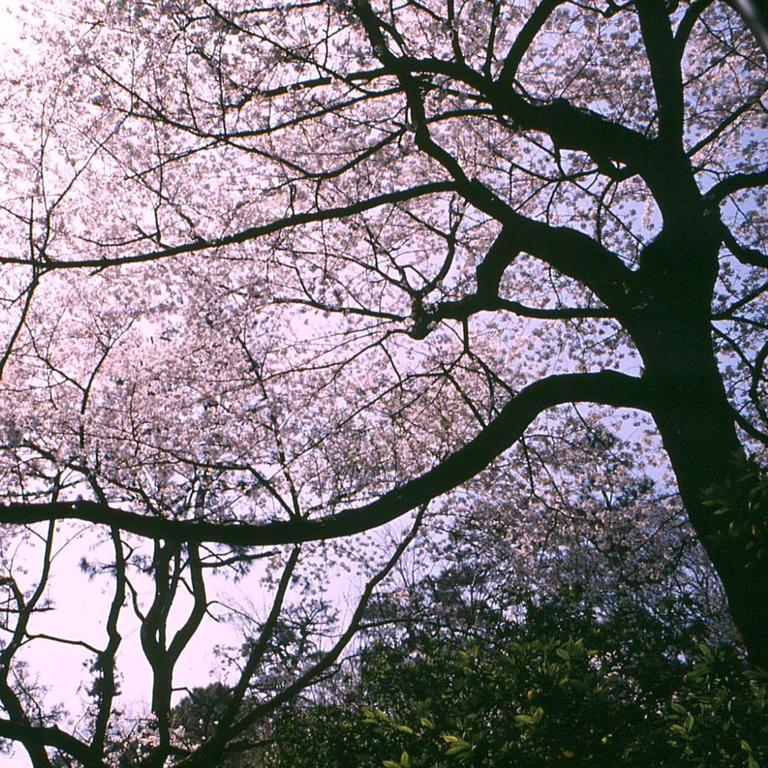 Marriott Tokyo