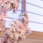 Sakura Stay Otorii