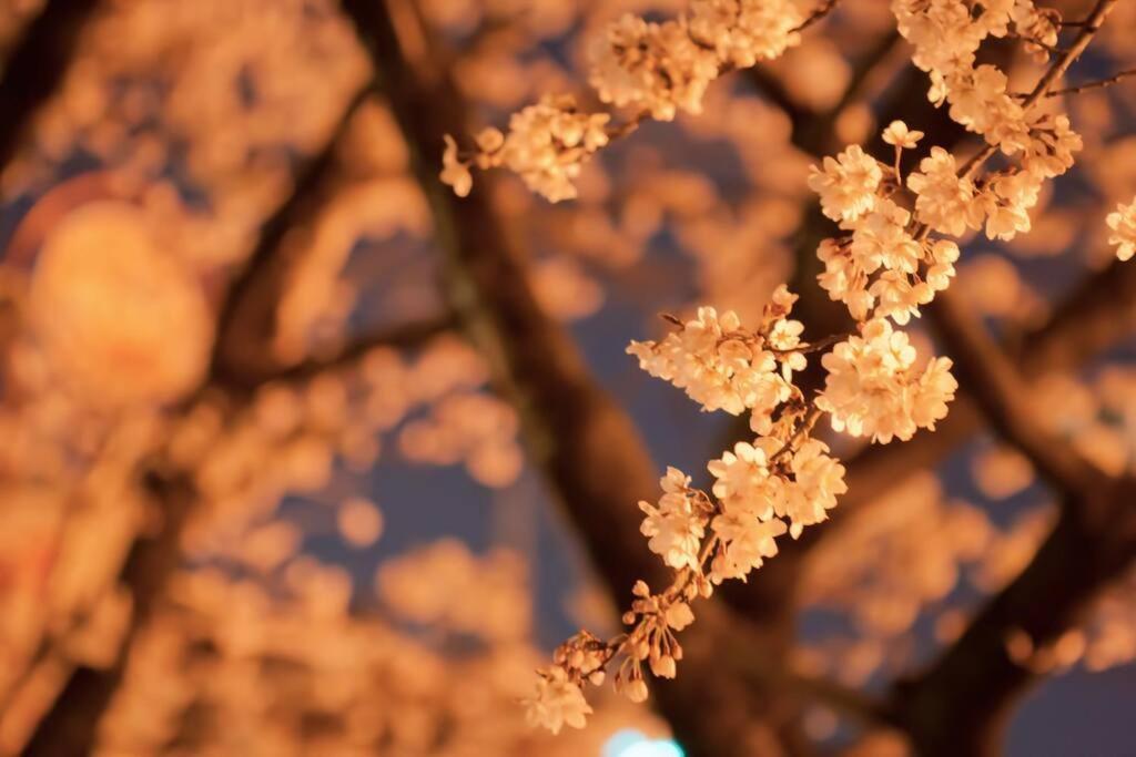 Tokyo's Spot Shibuya! 3person Free Wi-fi Apartment Tokyo