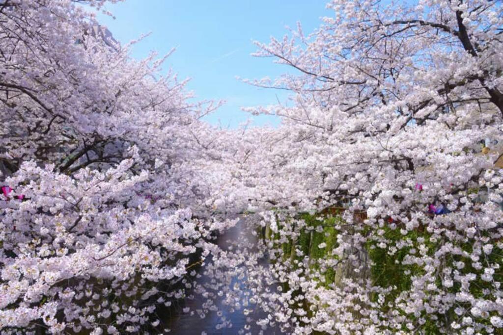 Tokyo's Spot Shibuya! 3person Free Wi-fi Apartment Tokyo