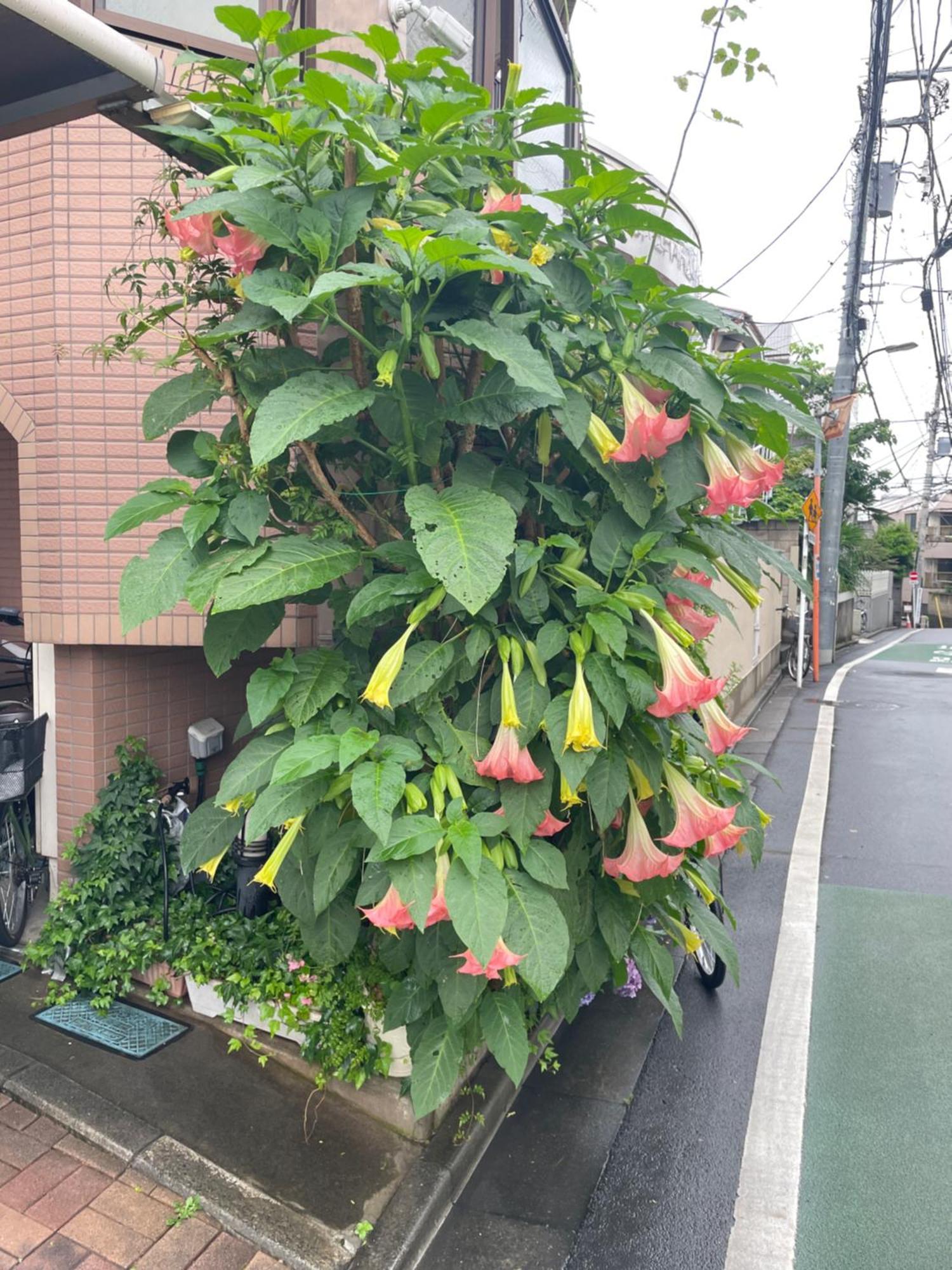 都心の家30 Square Meter King Size Bed With Stepping Rice Tokyo