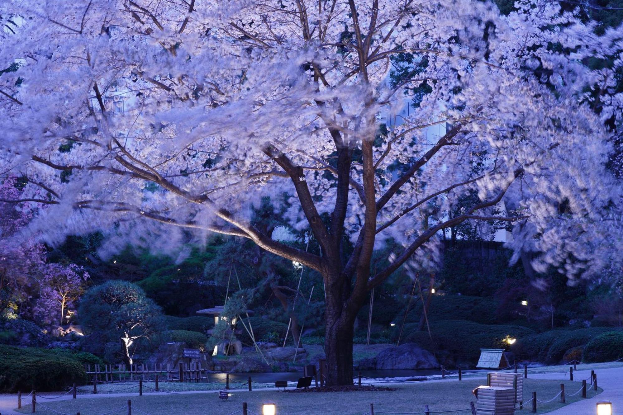 The Sakura Tower Tokyo, Autograph Collection Tokyo