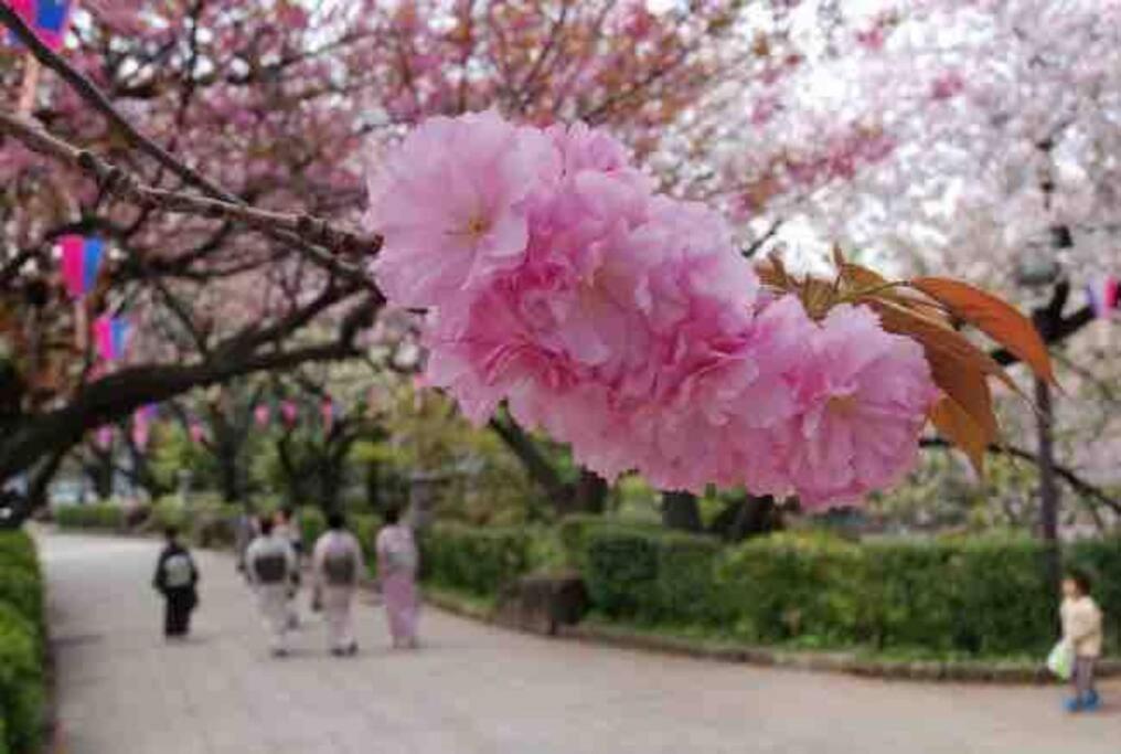 Nishisugamo Full Renovated House Next To A Cherry Blossom Park Apartment
