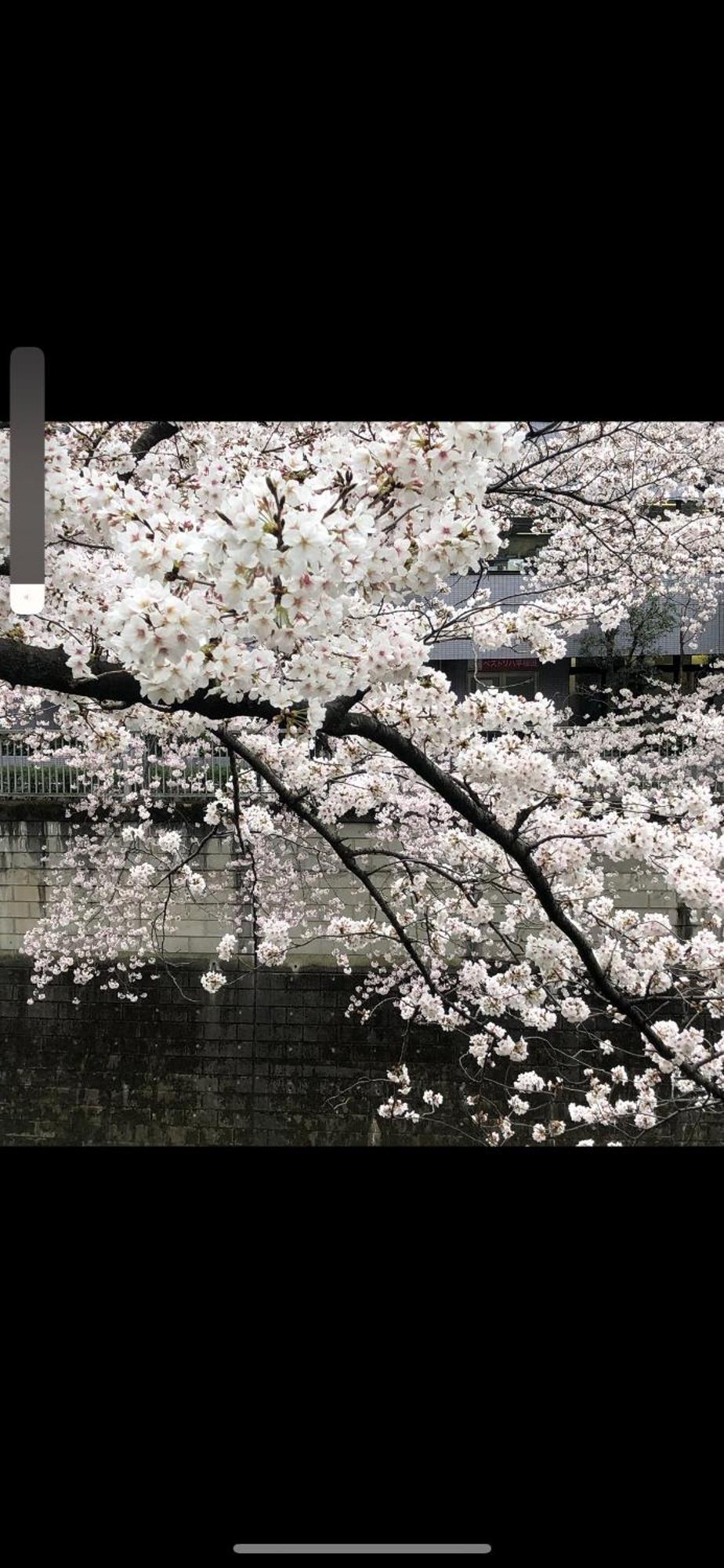 東京の港灣-tokyo Harbor -28 Square Meter King Size Garden Apartment Tokyo