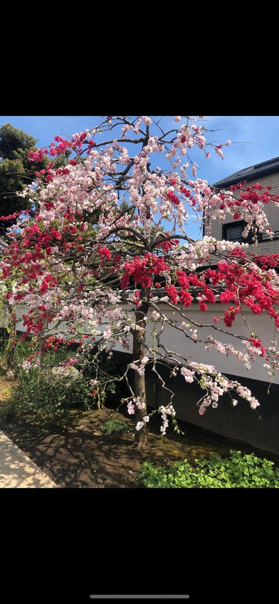 東京の港灣-tokyo Harbor -28 Square Meter King Size Garden *