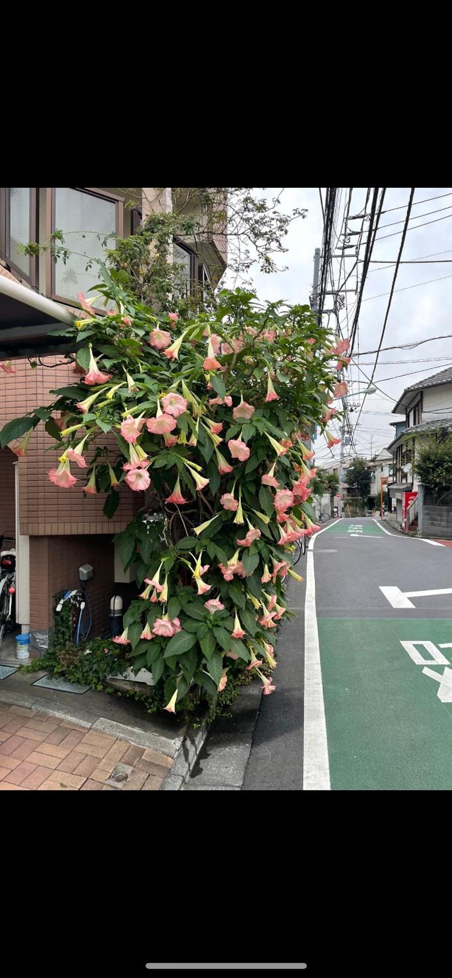 東京の港灣-tokyo Harbor -28 Square Meter King Size Garden Tokyo