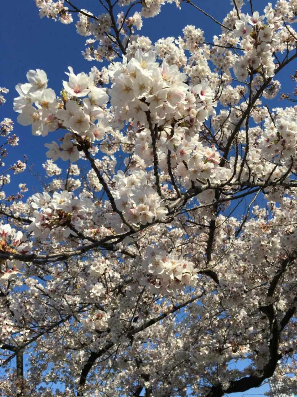 Nakadaya 2* Tokyo