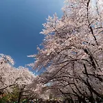 Hotel Bougainvillea Minowa