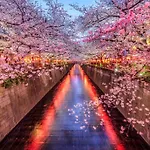The Westin Tokyo
