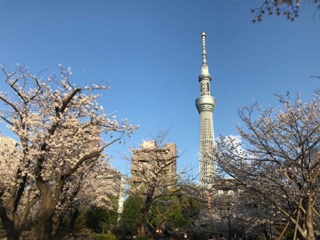 Sky Tree *