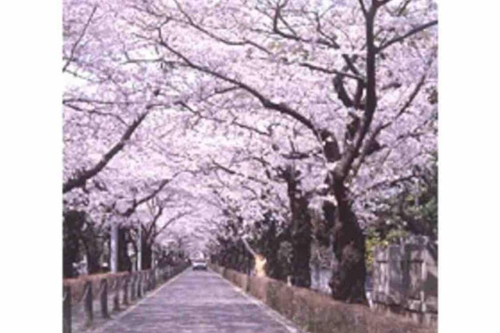 Small Tokyo: Shibuya-adjacent Pet-friendly House *