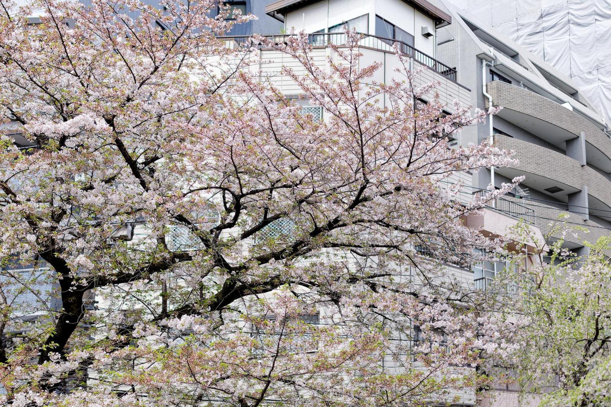 Kitaku *