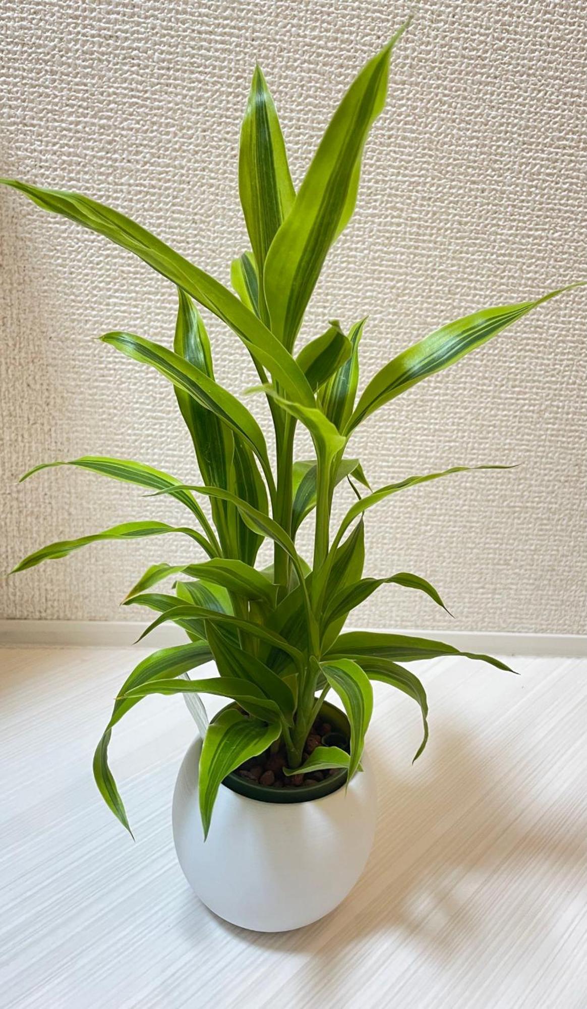 Apartment 红楼house Tokyo