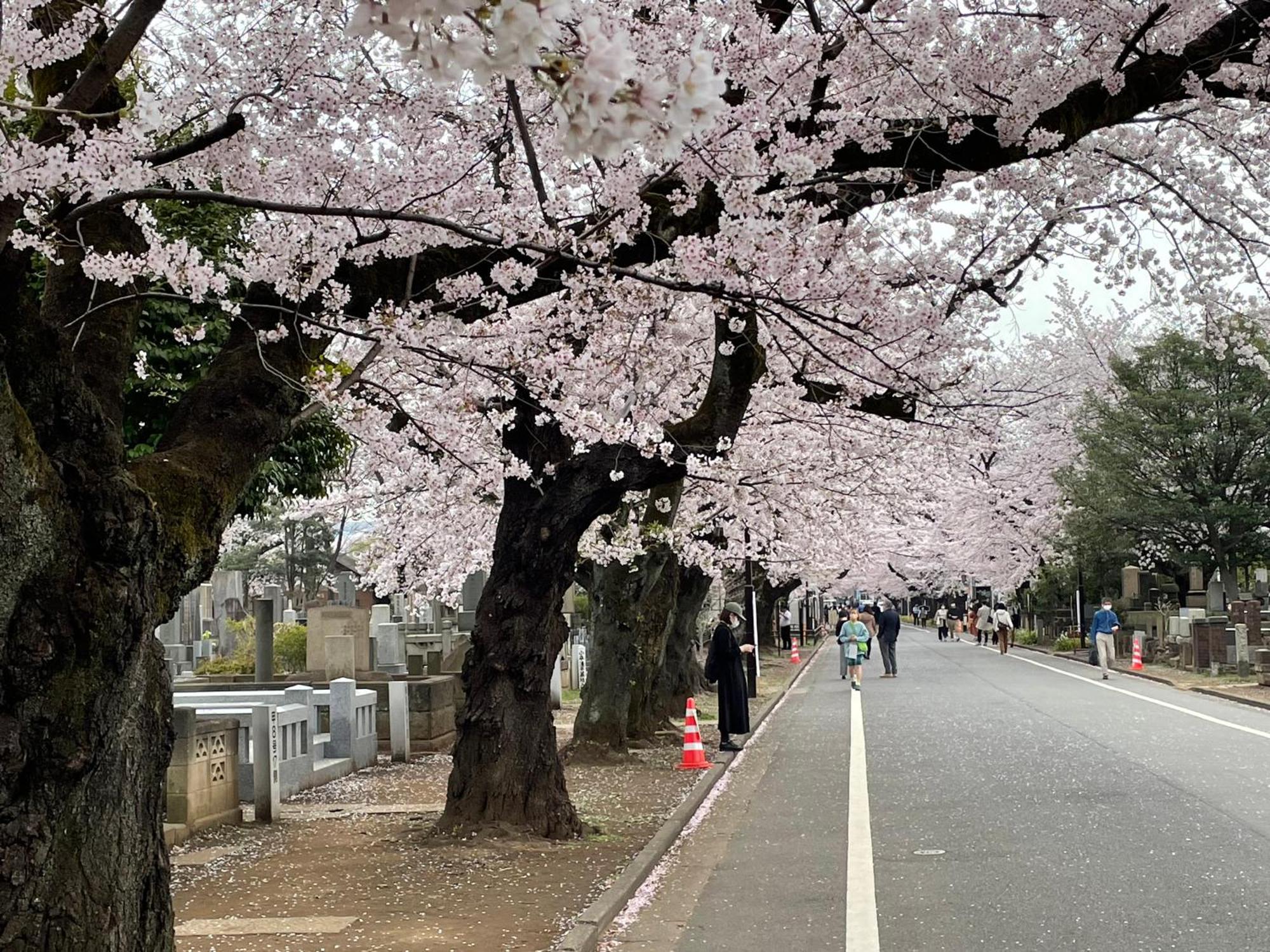 Sakura Nippori Hotel