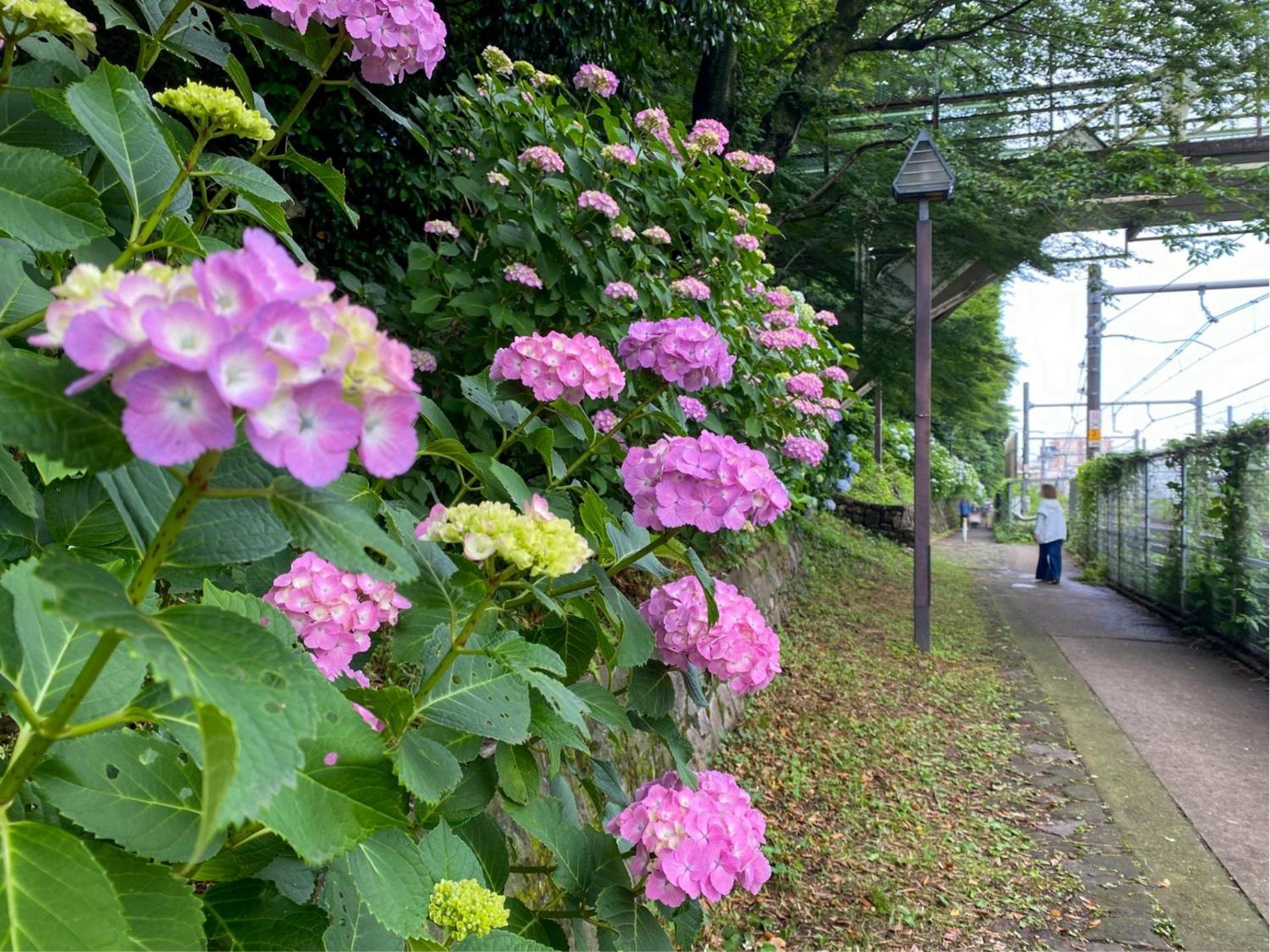 Bisk Park Higashi-jujo Guest house *