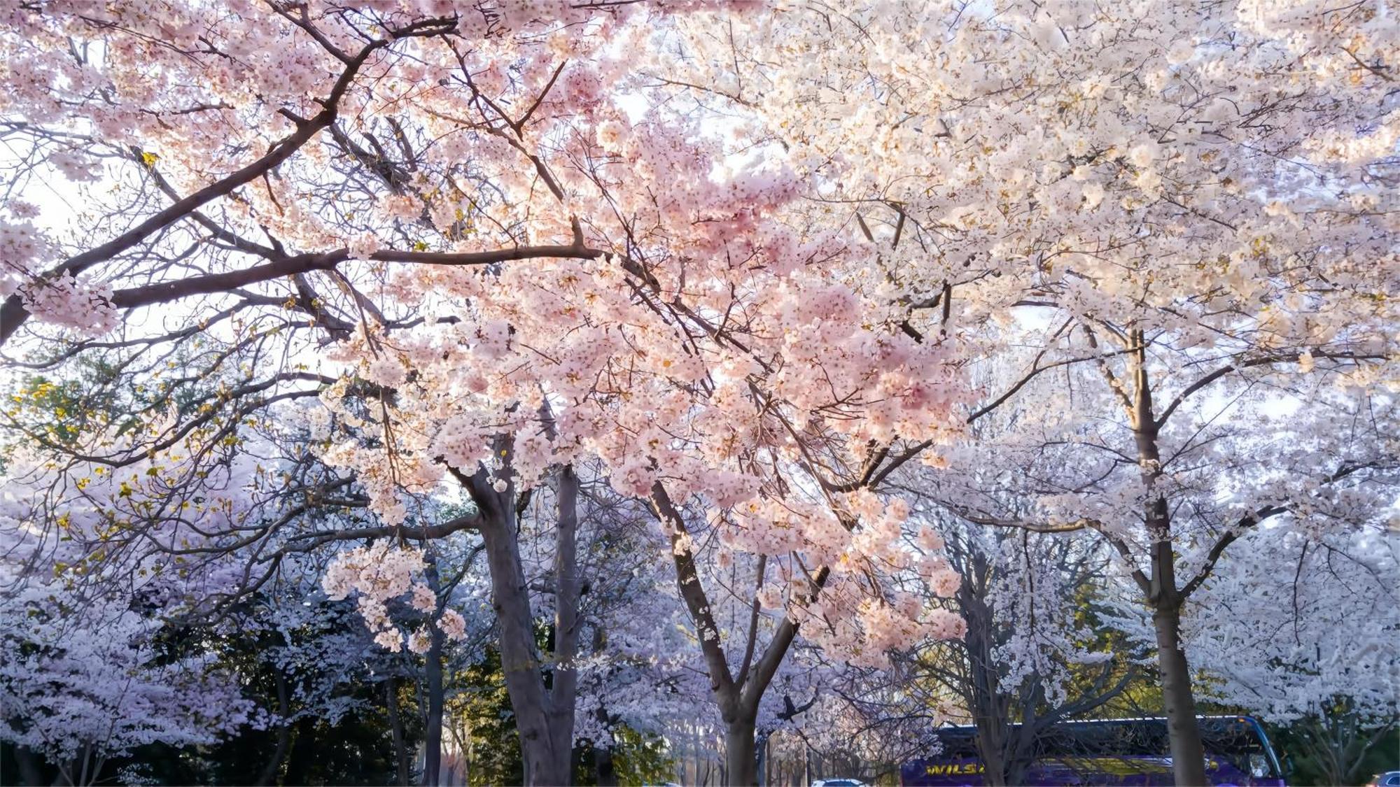 Ueno Designer Room: Park & Station Proximity 4* Tokyo
