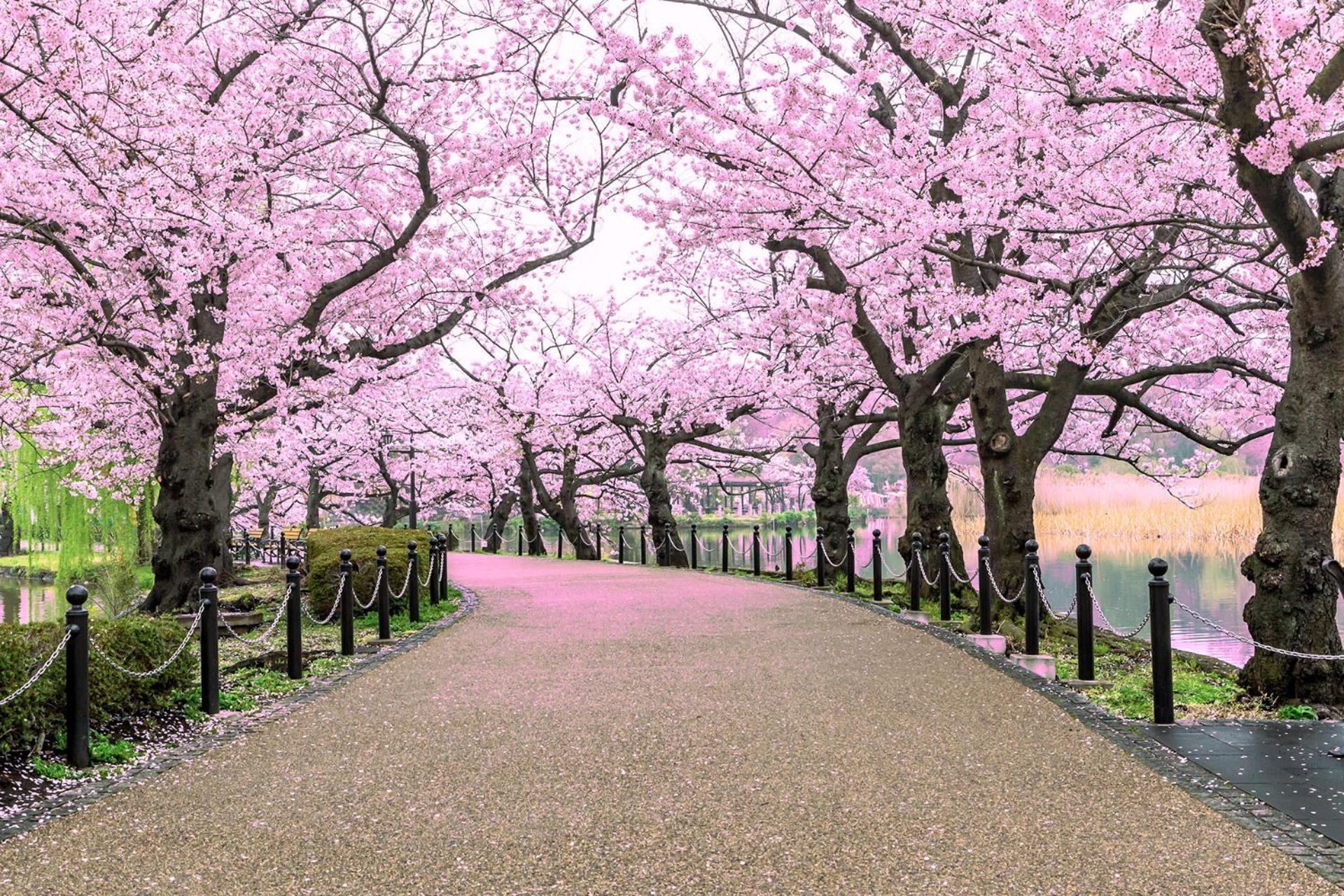 Hop Ueno