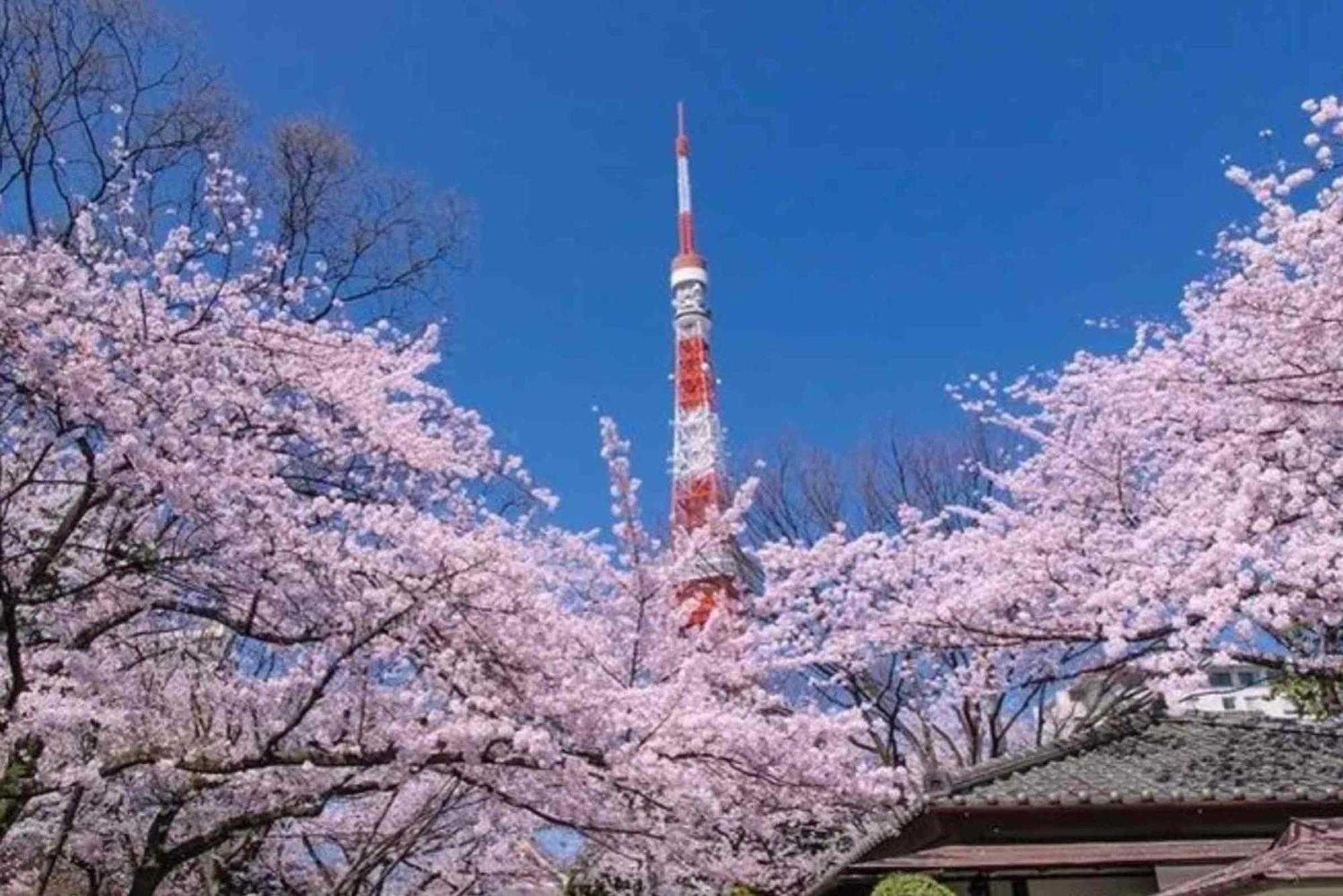 Five 120 Sky Tree Sensoji Freeparking 1292sqft