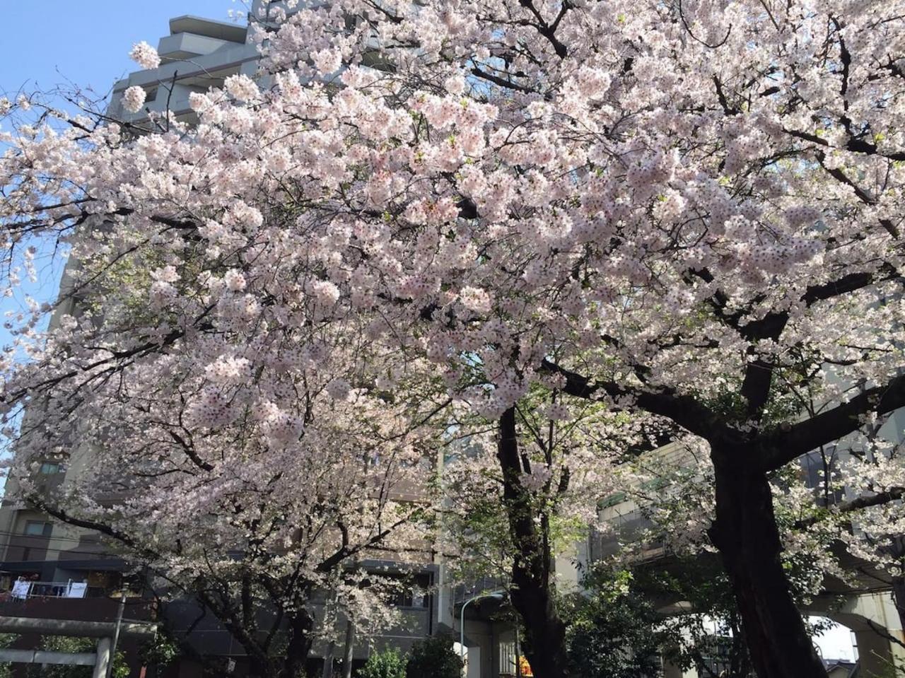 Shibuya Anon #b102 Apartment