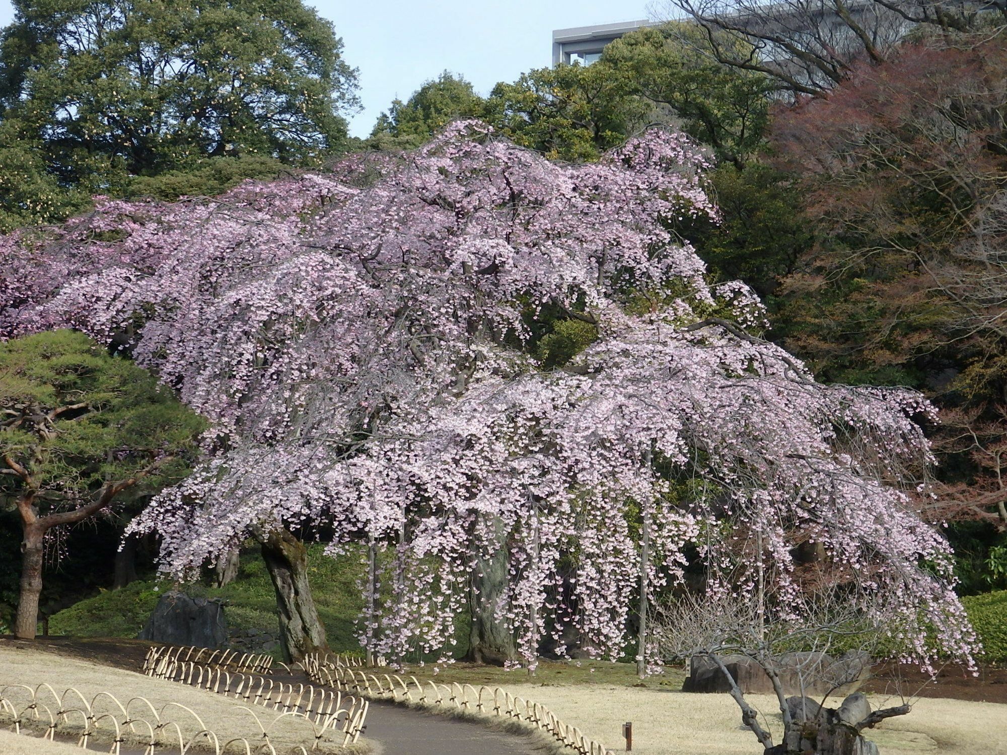 Koraku Garden