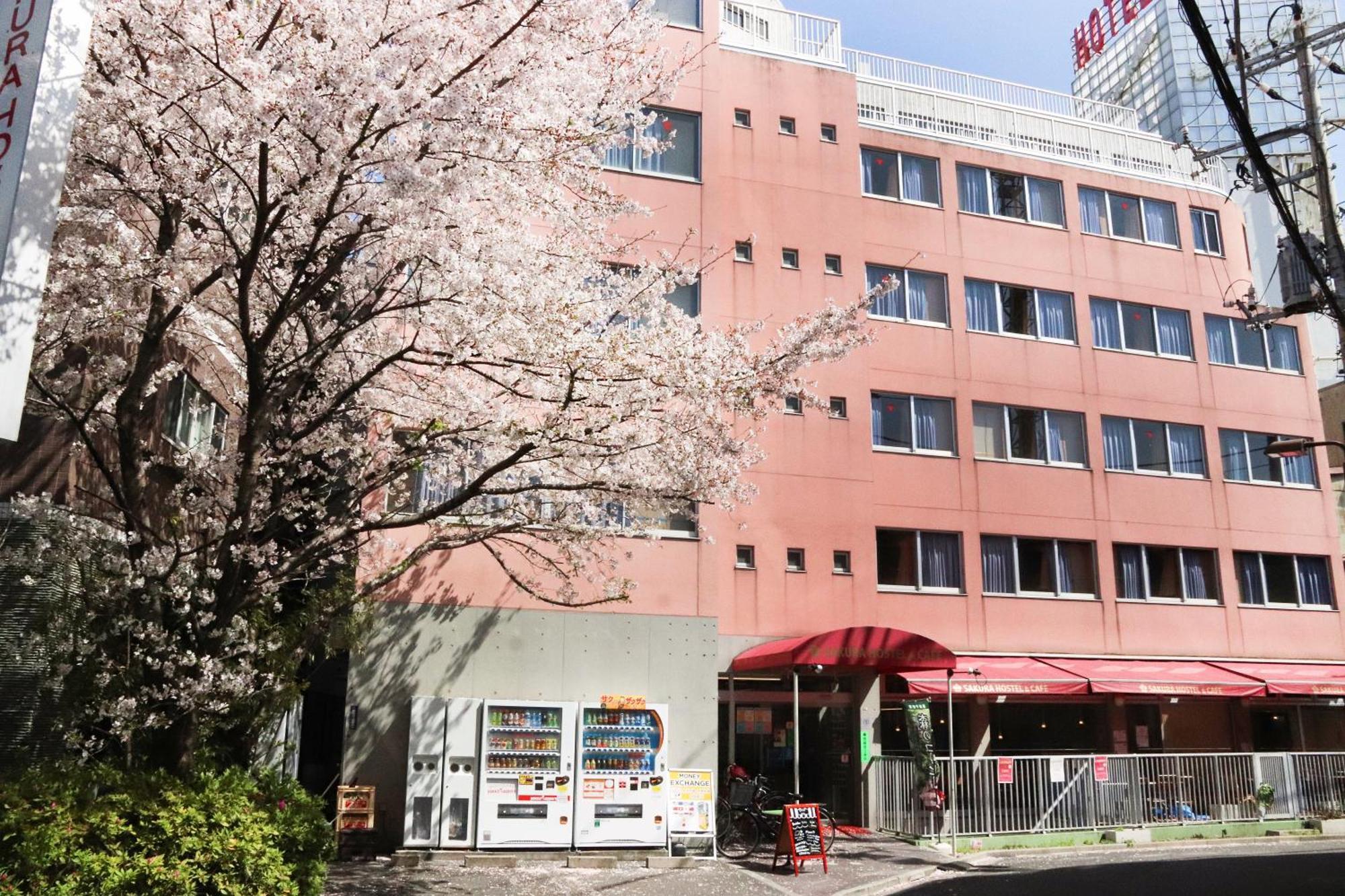 Sakura Asakusa