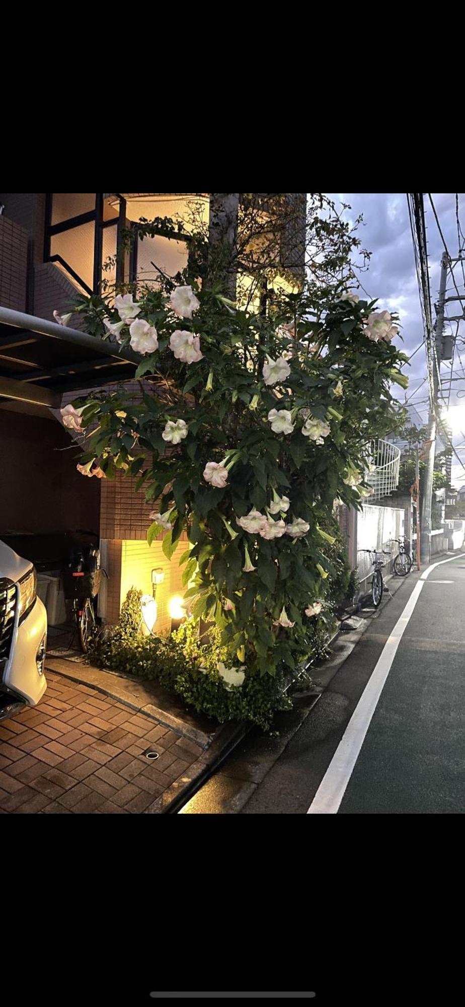 Apartment 新宿安靜の家-a Quiet In Shinjuku - A 26 Square Meter Double Bed That Feels Like Tokyo