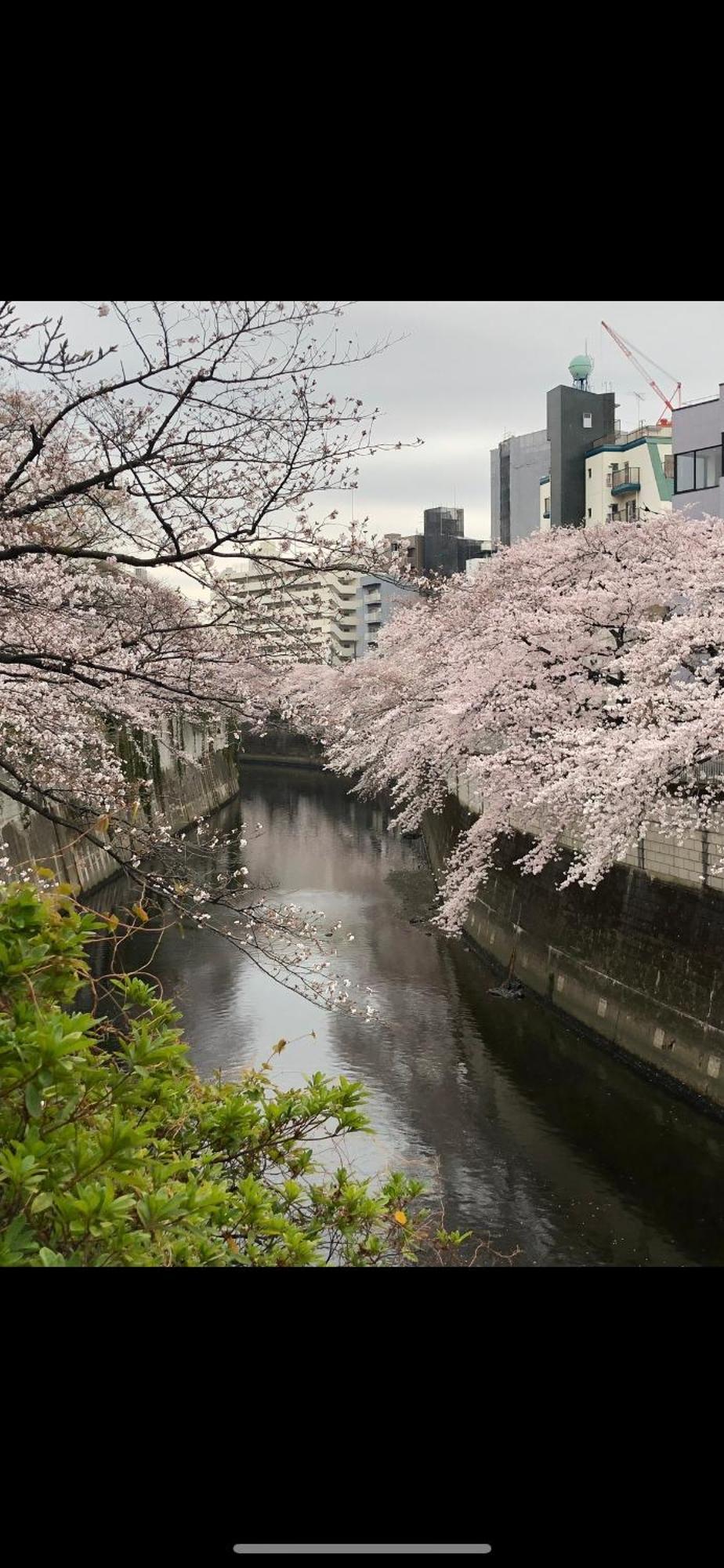 Apartment 新宿安靜の家-a Quiet In Shinjuku - A 26 Square Meter Double Bed That Feels Like *