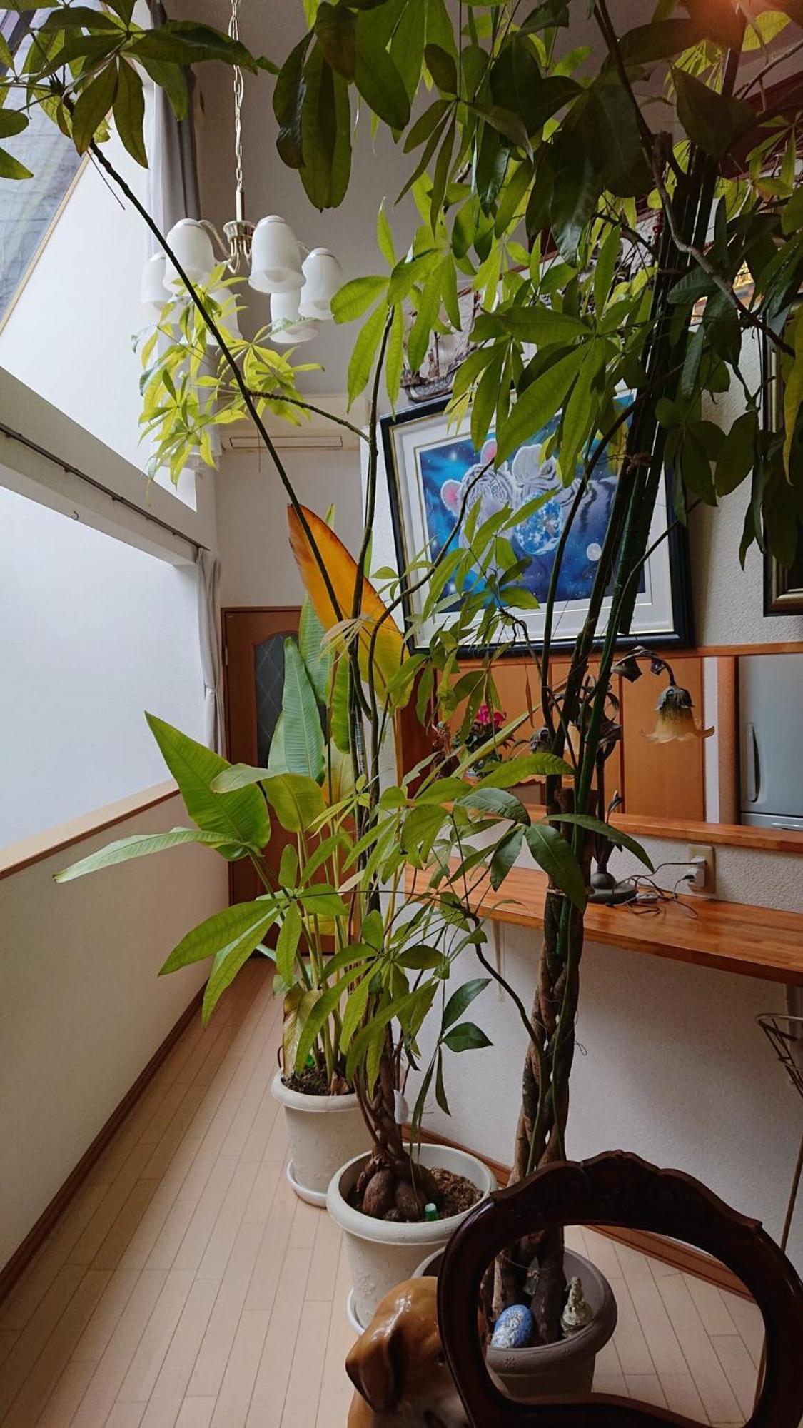 Guest house Setagaya-ku - House - Vacation 17812 Tokyo