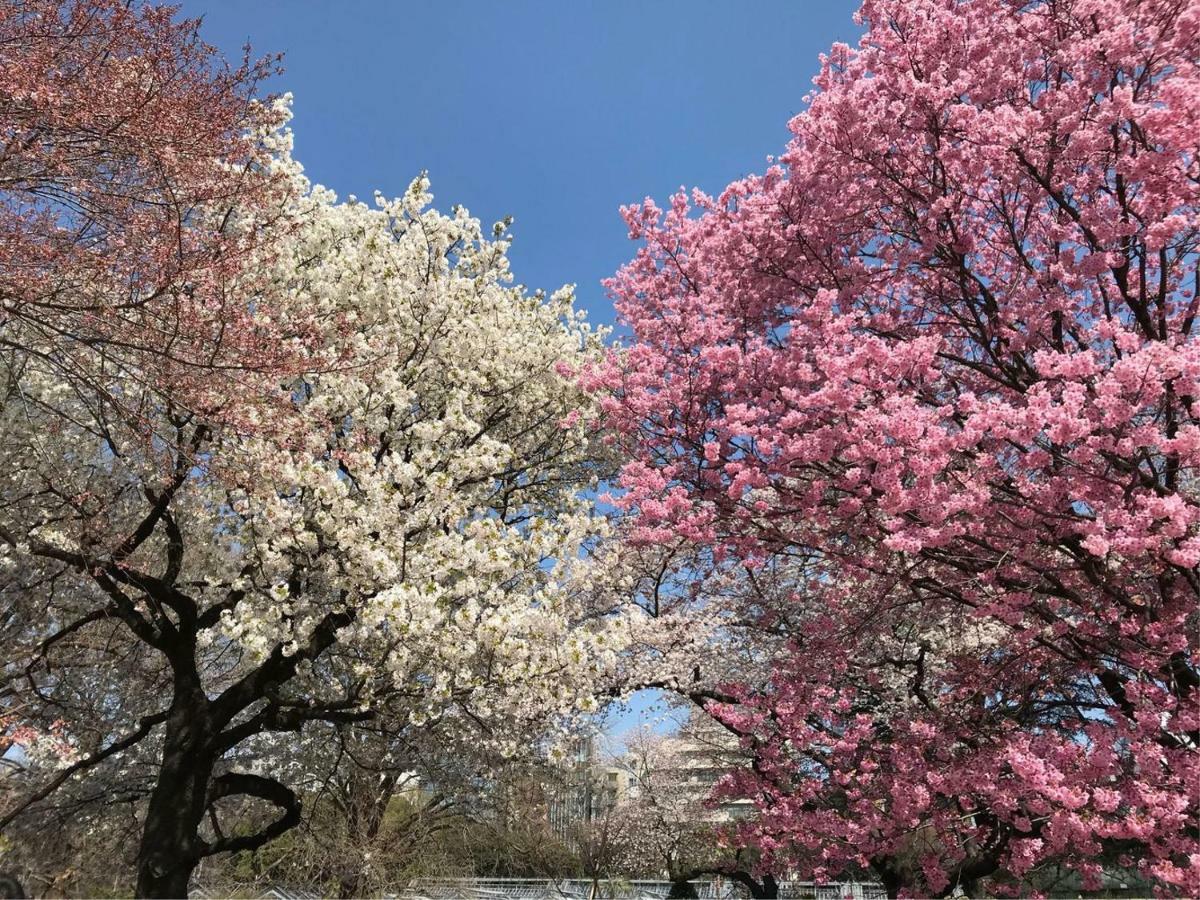 Hotel Sakura Cross Ueno Okachimachi
