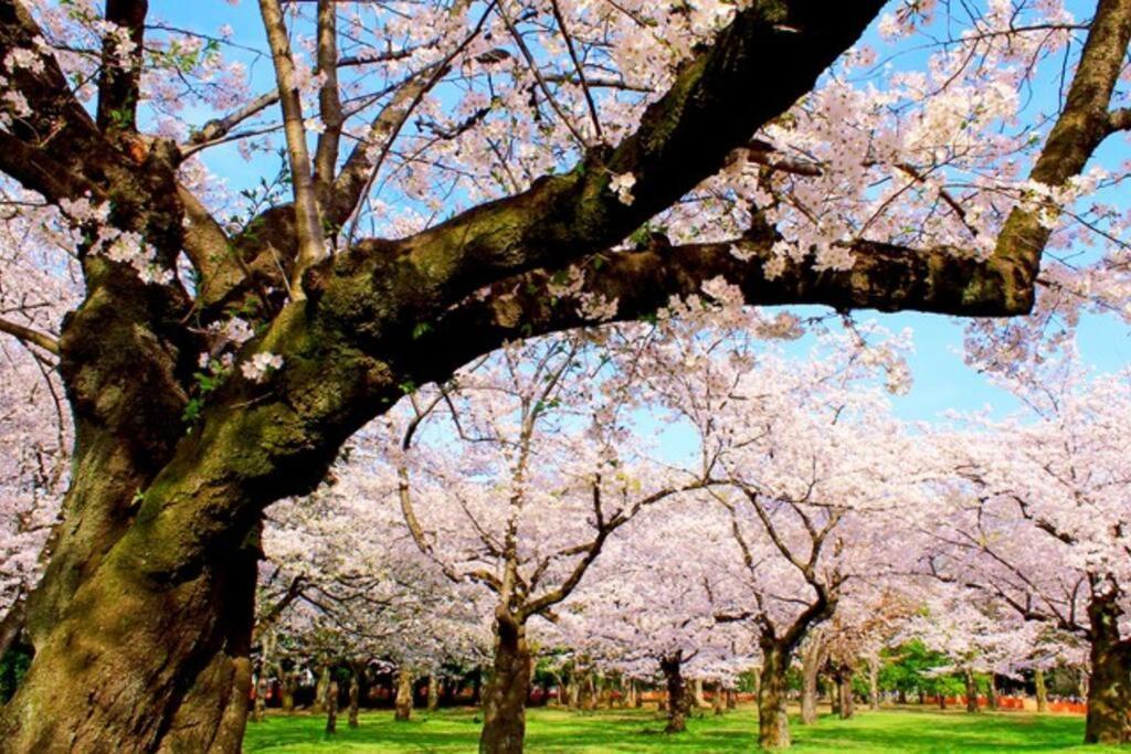 Newopen! - 2 Min Walk From Yoyogi-koen Station - 5 Min Train Ride From Shinjuku - 2 Showers - 123 M2, Private House In The City Centre! *