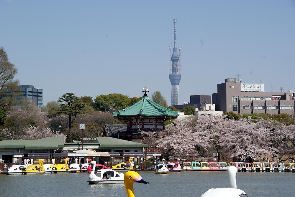 Cosmos * Tokyo